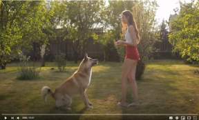 First time guard dogs